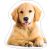 Kutyás Golden Retriver formapárna, díszpárna
