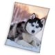 Kutyás Husky coral fleece polár takaró 150x200cm
