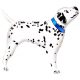 Dalmation Dog, Dalmata fólia lufi 61 cm