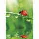 Természet Ladybug A/4 gumis mappa