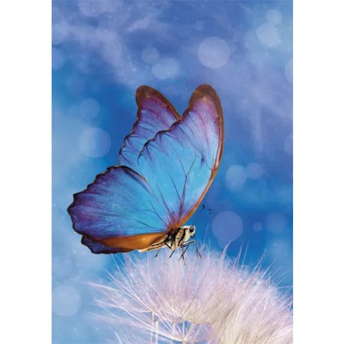 Természet Butterfly A/4 gumis mappa 